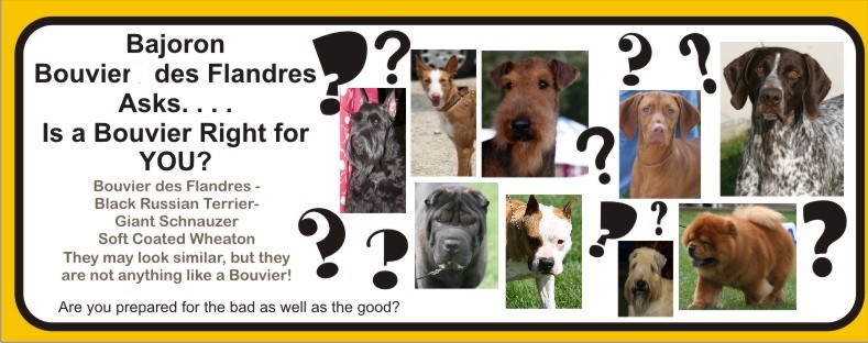 ARE YOU SURE YOU WANT TO OWN A BOUVIER